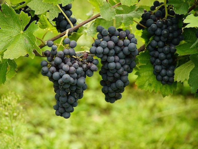 grapes-8306833_1280